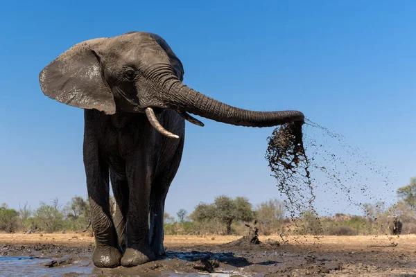 Elefante Tomando Baño Barro Visto Desde Ángulo Bajo Pozo Agua — Foto de Stock