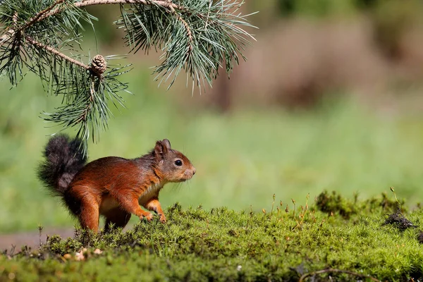 Esquilo Vermelho Eurasiano Sciurus Vulgaris Procura Comida Floresta Noord Brabant — Fotografia de Stock