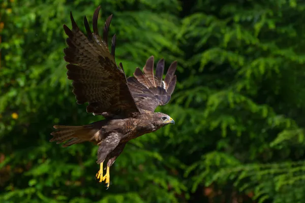 Mäusebussard Buteo Buteo Fliegt Wald Von Noord Brabant Den Niederlanden — Stockfoto