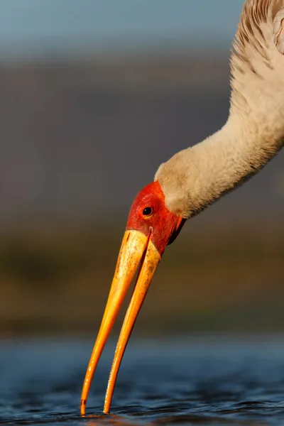 Žlutozelený Čáp Hledající Potravu Zimanga Game Reserve Poblíž Mkuze Jižní — Stock fotografie