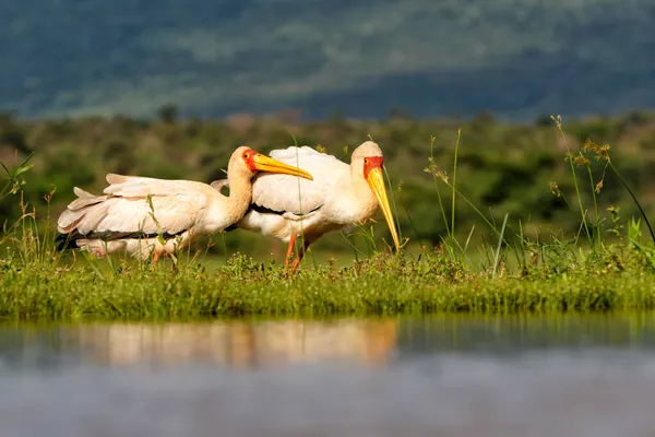 Yellow Billed Stork Couple Searching Love Game Reserve City Mkuze — Stock Photo, Image