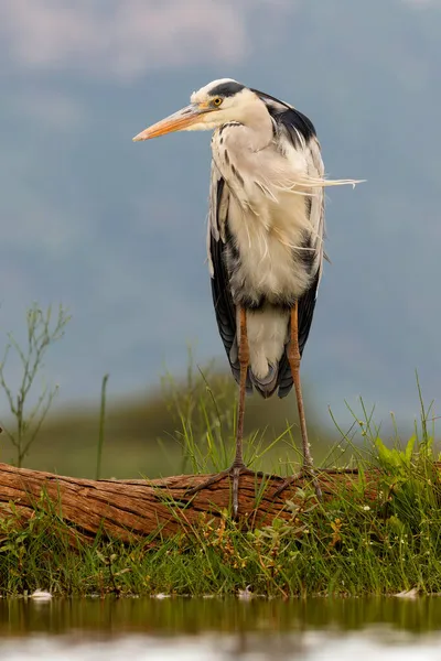 Gray Heron Poszukuje Żywności Zimanga Game Reserve Pobliżu Mkuze Republice — Zdjęcie stockowe