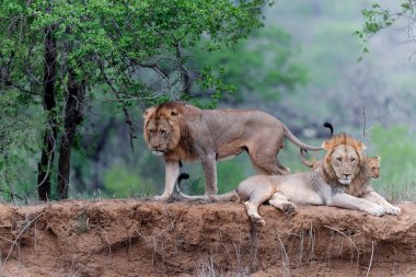 Güney Afrika 'da, Kwa Zulu Natal' daki Zimanga oyun rezervindeki Mkuze nehrinin kuru nehir kıyısında dinlenen aslan ailesi.
