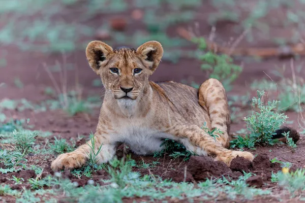 Lew Cub Odkrywając Świat Zimanga Game Reserve Pobliżu Miasta Mkuze — Zdjęcie stockowe