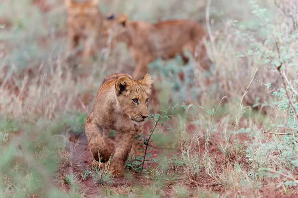 Lew Cub Odkrywając Świat Zimanga Game Reserve Pobliżu Miasta Mkuze — Zdjęcie stockowe