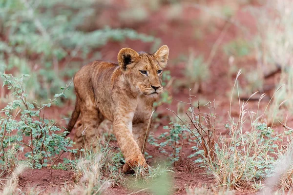 남아프리카 공화국음 근처에 치앙가 구역에서 사자가 세계를 발견하다 — 스톡 사진