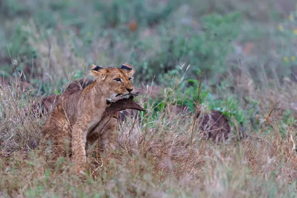 남아프리카 공화국음 근처에 치앙가 구역에서 사자가 세계를 발견하다 — 스톡 사진