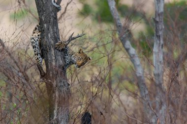         Güney Afrika 'nın en büyük Kruger bölgesinde Sabi Kumları' nda bir sırtlan için saklanan leopar yavrusu.                           