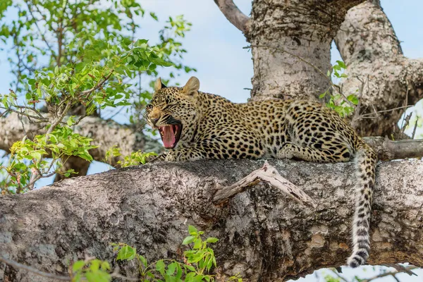Leopard Cub Στο Δέντρο Κρύβεται Για Μια Ύαινα Στο Sabi — Φωτογραφία Αρχείου