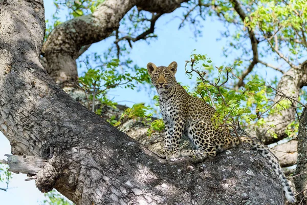 Cachorro Leopardo Árbol Escondido Para Una Hiena Reserva Caza Sabi — Foto de Stock