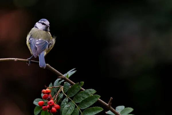 Eurasian Blue Tit Cyanistes Caeruleus Sitting Branch Red Berries Dark — Stock Photo, Image