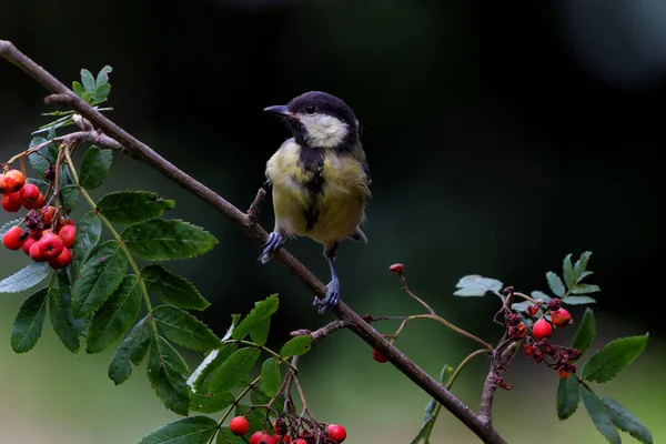 Great Tit Parus Major Branch Red Berries Dark Background Forest — Stock Photo, Image