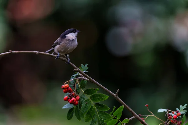 Marsh Tit Poecile Palustris Sitting Branch Red Berries Dark Background — Stockfoto