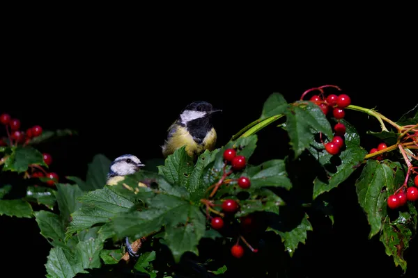 Great Tit Parus Major Eurasian Blue Tit Cyanistes Caeruleus Sitting — Stock Photo, Image