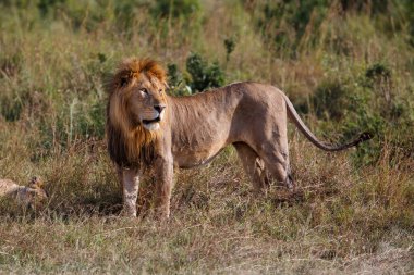 Aslan (Panthera leo) erkek Kenya 'daki Masai Mara Ulusal Rezervi' nde yürüyor