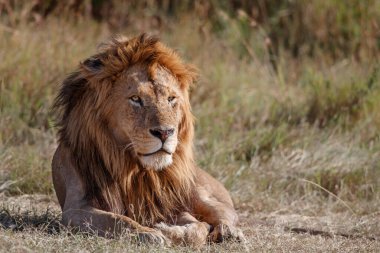 Aslan (Panthera leo) erkek Kenya 'daki Masai Mara Milli Bankası' nda dinleniyor.