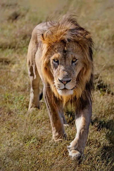 Leone Panthera Leo Passeggiata Maschile Nella Riserva Nazionale Masai Mara — Foto Stock