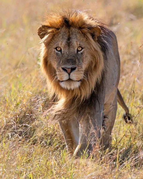 Leone Panthera Leo Passeggiata Maschile Nella Riserva Nazionale Masai Mara — Foto Stock