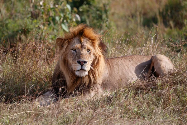 Lew Panthera Leo Mężczyzna Odpoczywający Rezerwacie Narodowym Masai Mara Kenii — Zdjęcie stockowe
