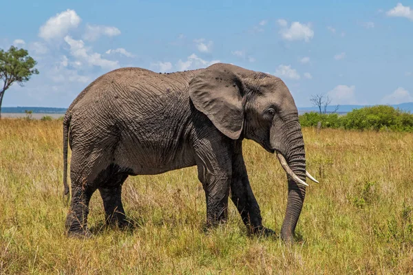 Kenyai Masai Mara Nemzeti Rezervátum Szavannáján Mozgó Elefánt — Stock Fotó