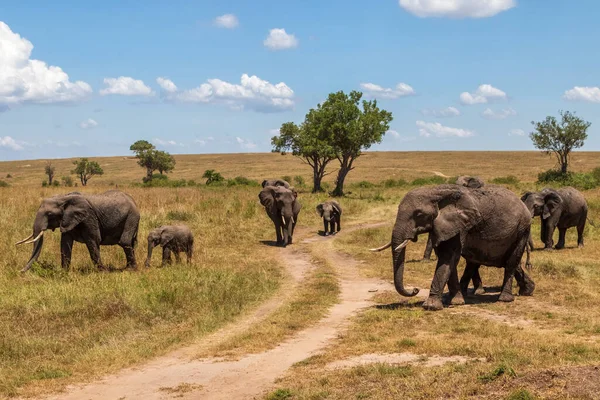 Olifantenfamilie Savanne Van Het Masai Mara National Reserve Kenia — Stockfoto