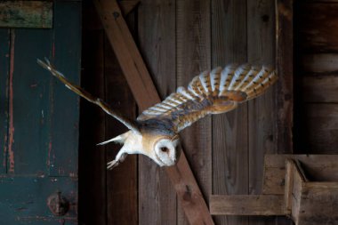  Hollanda 'nın Gelderland kentindeki eski bir ahırda uçan baykuş (Tyto alba).                                