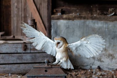  Hollanda 'nın Gelderland kentindeki eski bir ahırda uçan baykuş (Tyto alba).                                