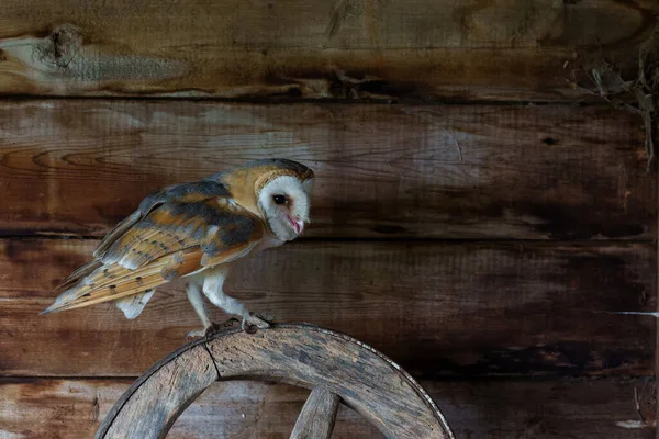 Hollanda 'nın Gelderland kentindeki eski bir ahırda oturan ahır baykuşu (Tyto alba).                                   