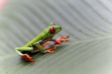 Red eyed tree frog (Agalychnis callidryas) between the leaves of a green plant in Tortuguero National Park in Costa Rica clipart