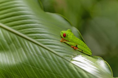 Kosta Rika 'daki Tortuguero Ulusal Parkı' ndaki yeşil bir bitkinin yaprakları arasında kırmızı gözlü ağaç kurbağası (Agalychnis callidryas)