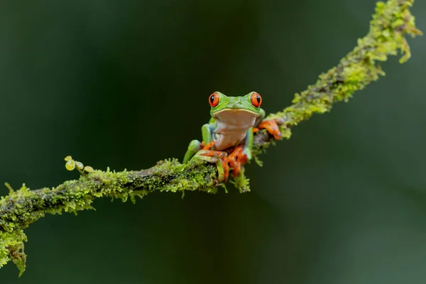 Grenouille Yeux Rouges Agalychnis Callidryas Assise Sur Une Branche Près — Photo