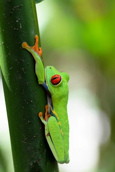 Βάτραχος Κόκκινα Μάτια Agalychnis Callidryas Μεταξύ Των Φύλλων Ενός Πράσινου — Φωτογραφία Αρχείου
