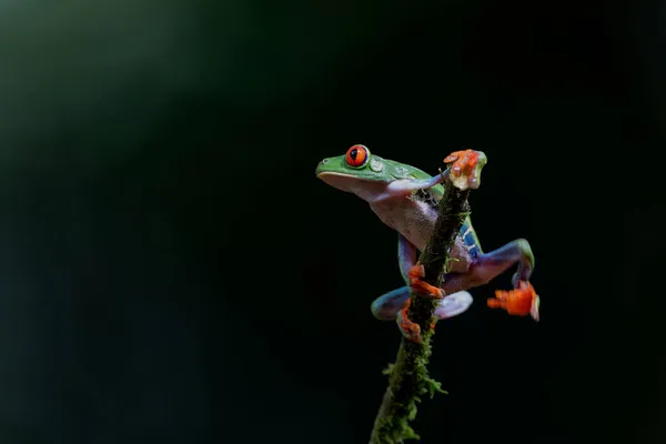 Βάτραχος Κόκκινα Μάτια Agalychnis Callidryas Που Κάθεται Υποκατάστημα Κοντά Στο — Φωτογραφία Αρχείου