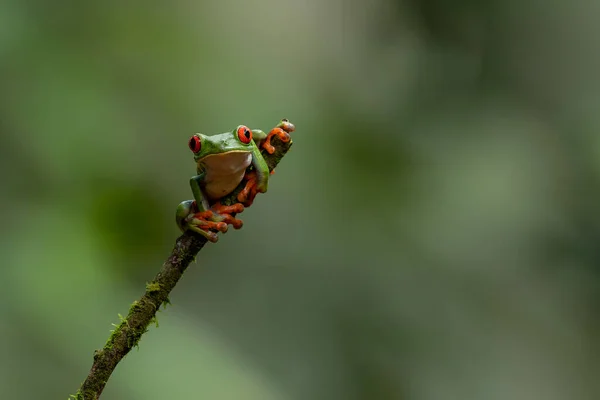 Red Eyed Tree Frog Agalychnis Callidryas Sitting Branch Sarapiqui Costa — Stock Photo, Image