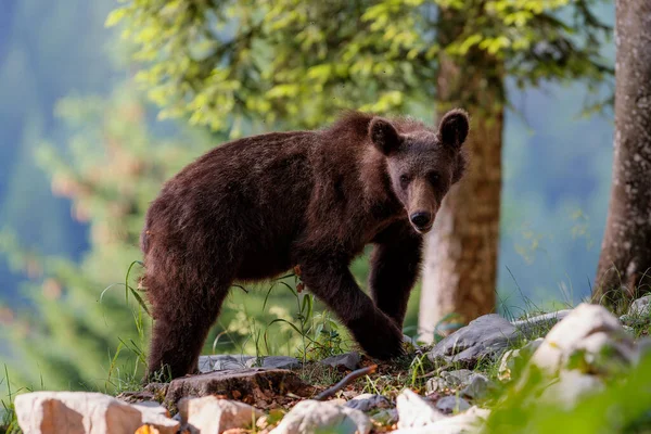 Urso Pardo Selvagem Jovem Procura Comida Floresta Montanhas Região Notranjska — Fotografia de Stock