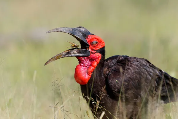 Hornbill Solo Sul Bucorvus Leadbeateri Procura Comida Parque Nacional Kruger — Fotografia de Stock