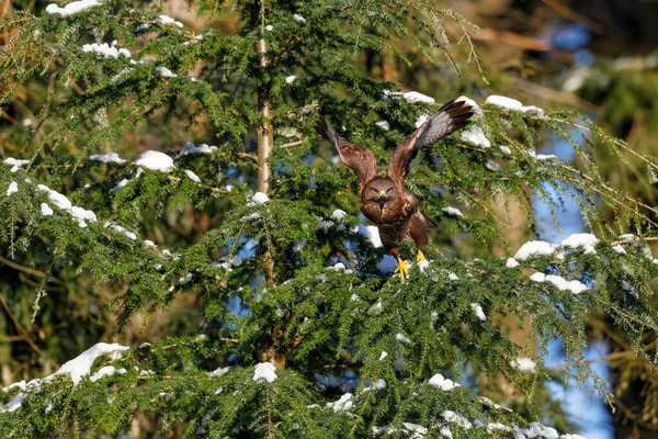 Vanlig Vråk Buteo Buteo Flyger Och Letar Efter Mat Snöig — Stockfoto