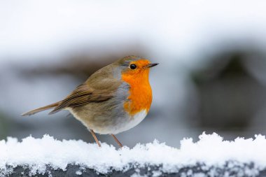 Avrupa Robin 'i (Erithacus rubecula) Hollanda' daki Overijssel ormanında karın üzerinde duruyordu..
