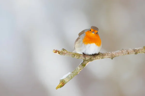 Robin Des Bois Erithacus Rubecula Debout Dans Neige Dans Forêt — Photo