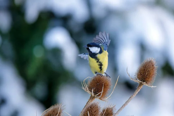 Great Tit Parus Major Sitting Wild Teasel Snowy Background Forest — Stock fotografie