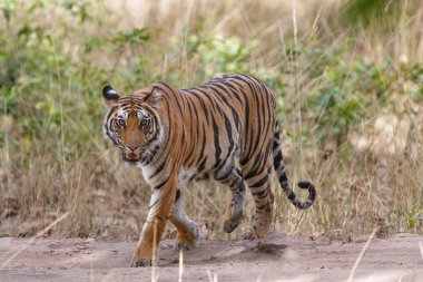 Tiger, Bengal Kaplanı (Panthera tigris Dicle), Hindistan 'daki Bandhavgarh Milli Parkı' nda.