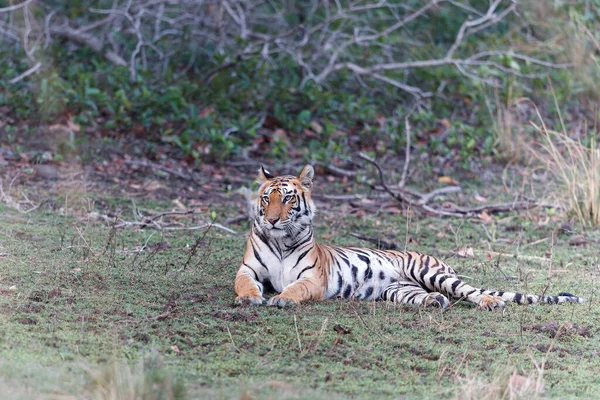 Tigre Tigre Bengale Panthera Tigris Tigris Dans Parc National Bandhavgarh — Photo
