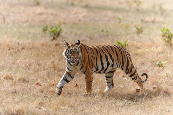 Tigre Tigre Del Bengala Panthera Tigris Tigris Nel Parco Nazionale — Foto Stock