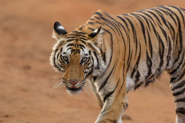Tiger Bengalisk Tiger Panthera Tigris Tigris Bandhavgarh National Park Indien — Stockfoto