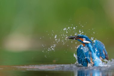 Ortak Kingfisher (Alcedo at this) Hollanda 'daki ormanda balıkçılık ve dalış