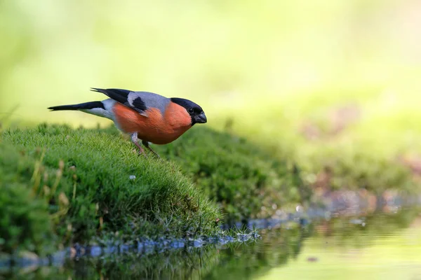 Eurasian Bullfinch Common Bullfinch Bullfinch Pyrrhula Pyrrhula Searching Water Small — Stock Photo, Image