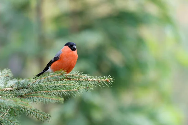 Eurasian Bullfinch Common Bullfinch Bullfinch Pyrrhula Pyrrhula Searching Water Small — Stock Photo, Image