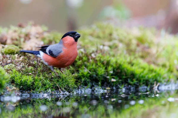 Eurasian Bullfinch Common Bullfinch Bullfinch Pyrrhula Pyrrhula Searching Water Small — Stock Photo, Image