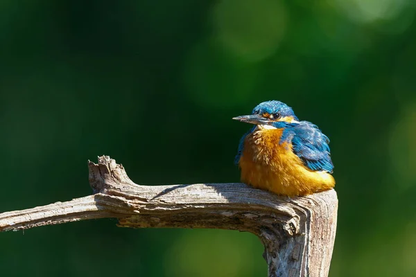在荷兰的森林里钓鱼后 普通翠鸟 Alcedo 坐在树枝上 — 图库照片
