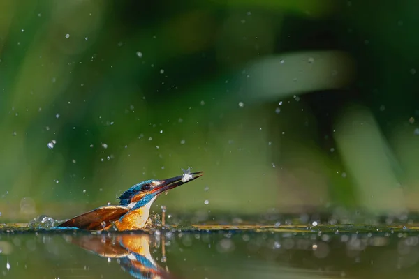 Kingfisher Comum Alcedo Atthis Mergulho Pesca Floresta Nos Países Baixos — Fotografia de Stock